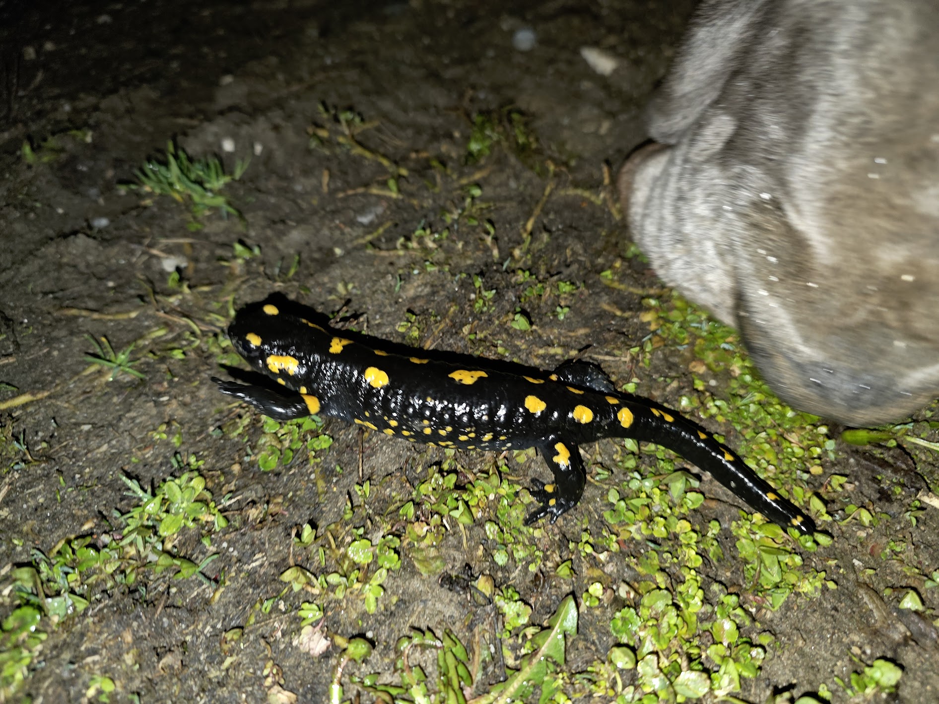 Navadni salamander v Lunini dolini